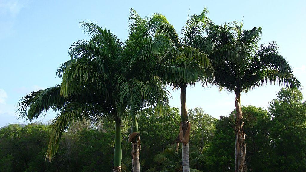 Palm'Studio Anse De Caritan Sainte-Anne Exteriör bild